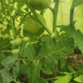 Tomaten 2026-06-17 11.33.